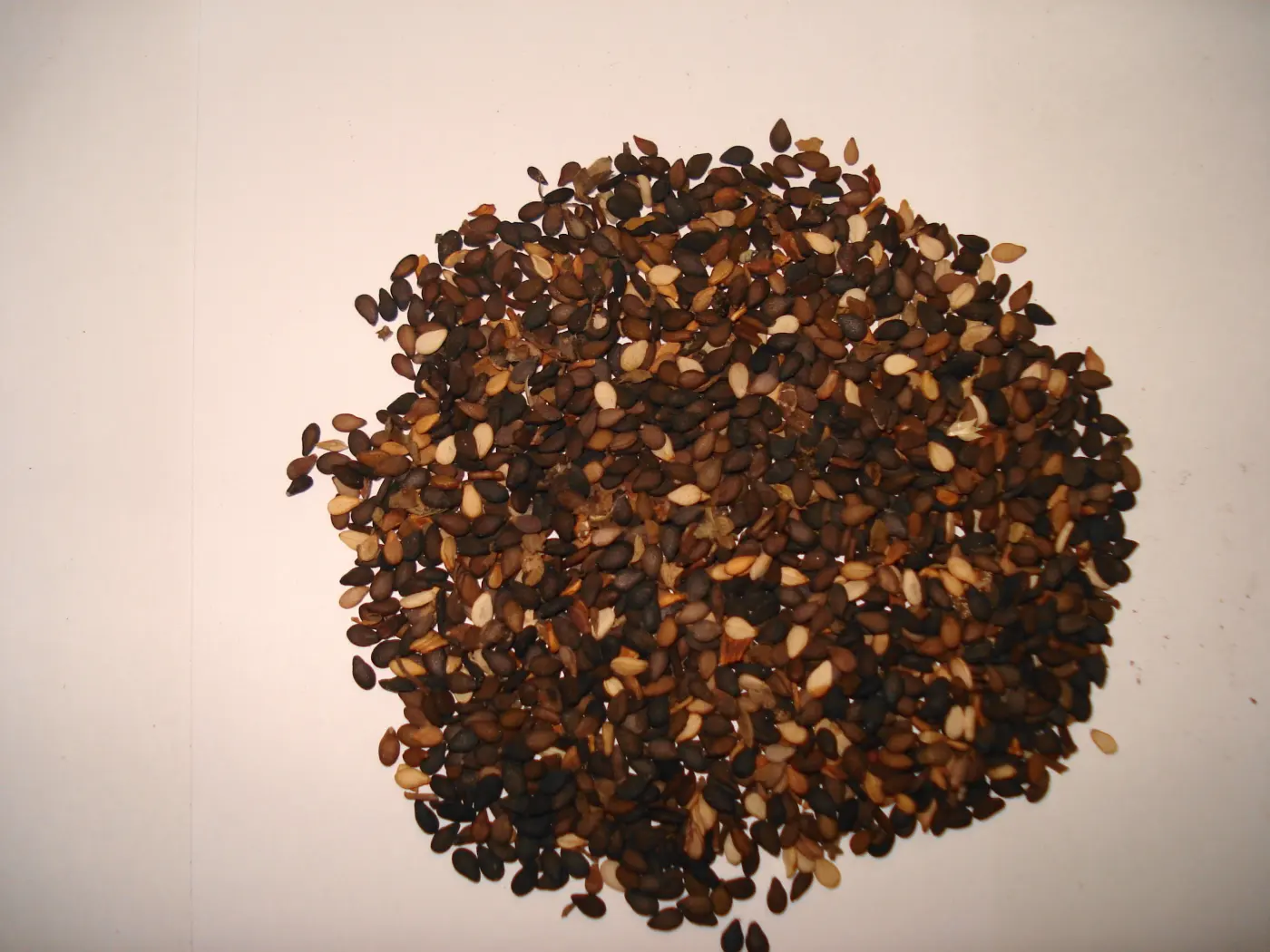 Black Sesame Seeds