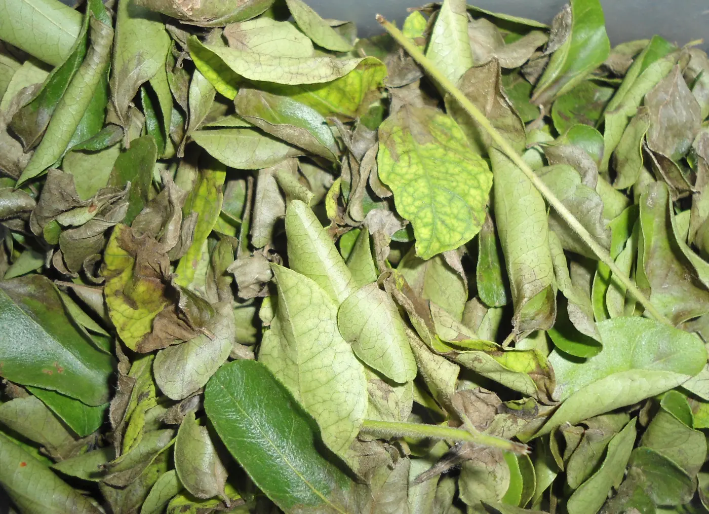 Curry Leaf Flakes