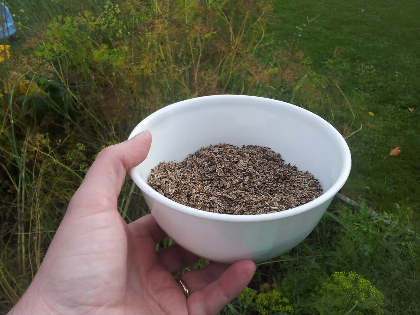 Dill Seeds