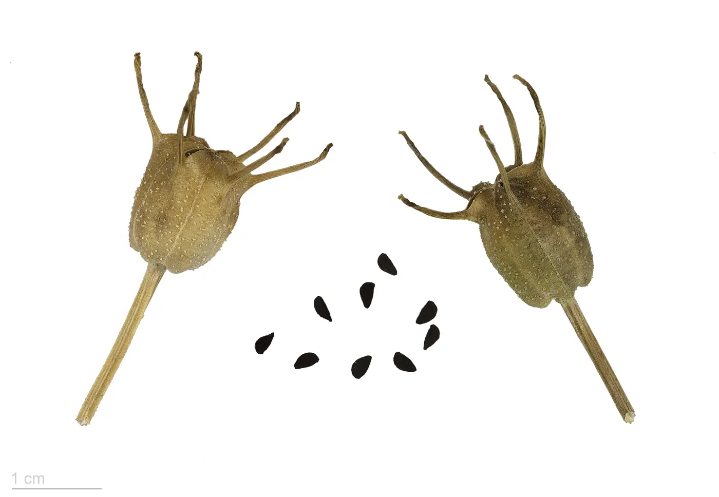Nigella Seeds (Kalonji)